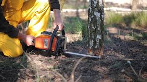 Reliable Lannon, WI Tree Removal and Landscaping Services Solutions